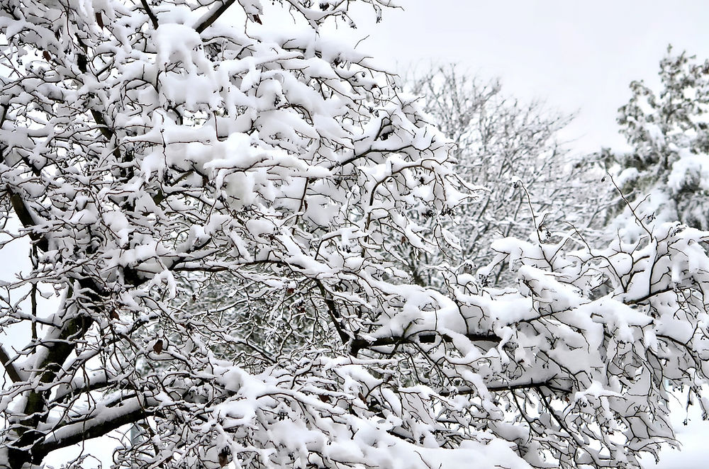Snow Storm. Snow on tree branches.
