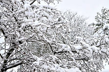 Snow-Covered Branches