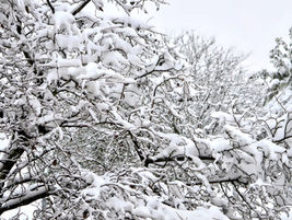 IPCA Winter 2025 Newsletter