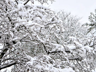 Protect Your Plants From a Freeze!