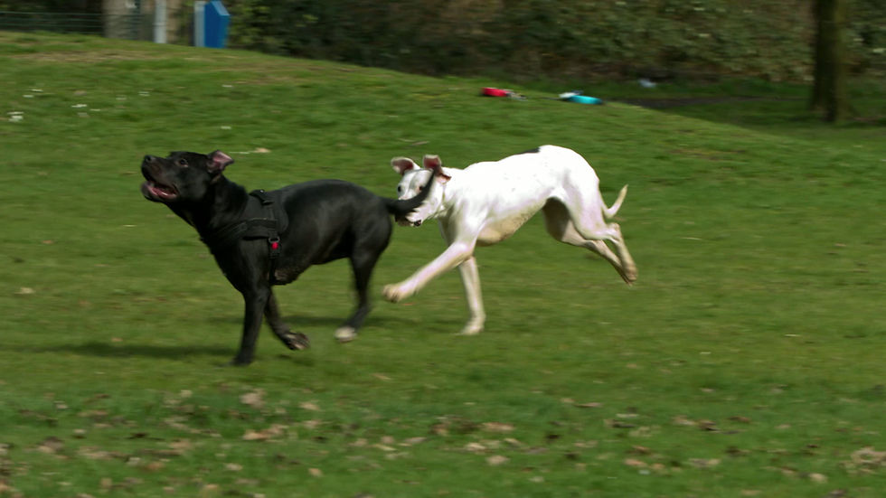Dogs Running in Park