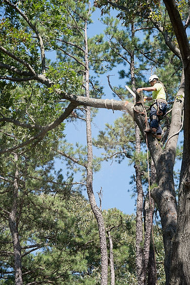 Skilled climber using a chainsaw while secured to a large tree