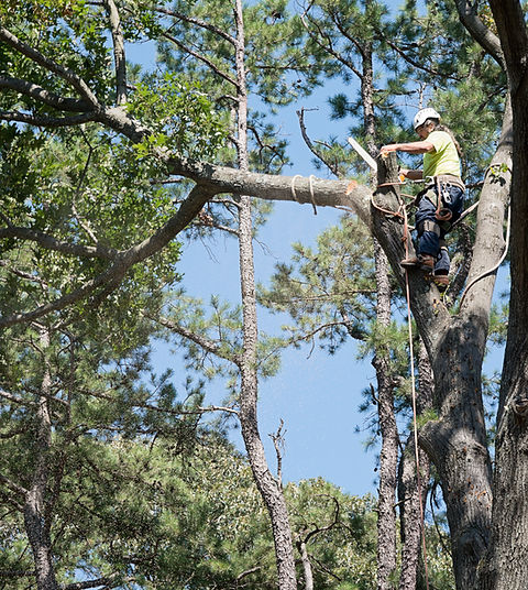 Arborist Sawing Off Tree Branch