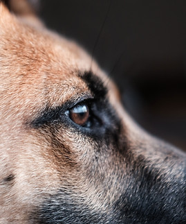 Chien Berger Allemand