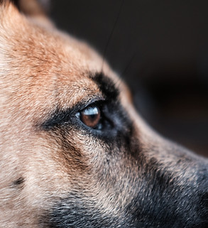 Hund