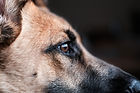 dogs face