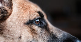 Looking for New Project Teams