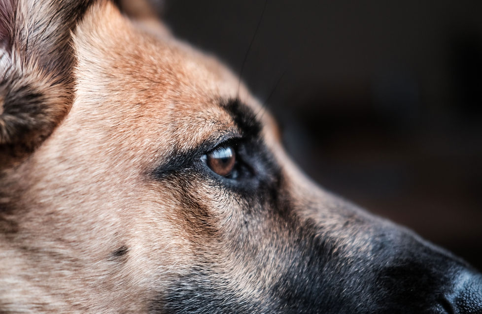 Chien Berger Allemand