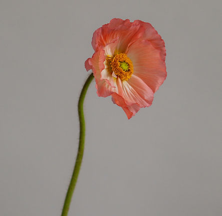 Poppy Flower