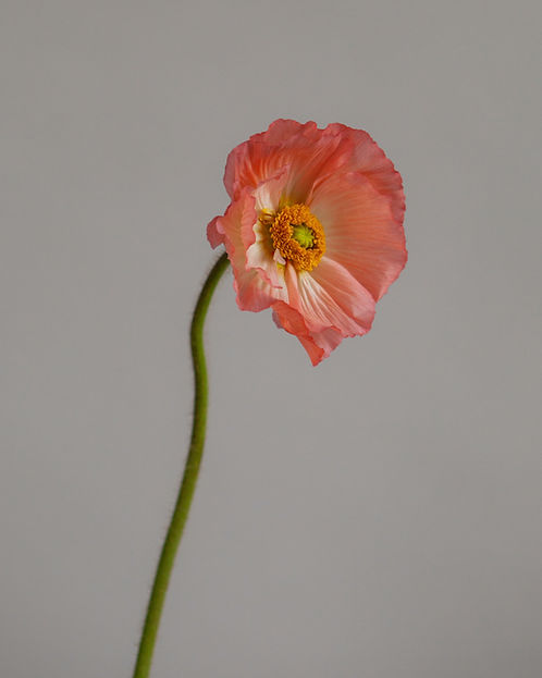 Pink Poppy Flower