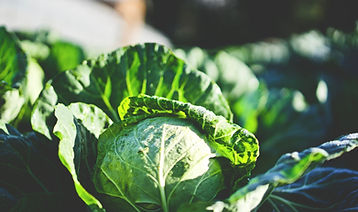 Cabbage