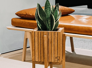 Snake Plant