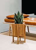 Snake Plant