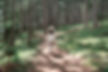 Forest Walking