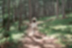 Forest Walking