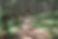 Forest Walking