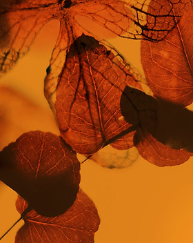 Leaves