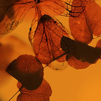 Autumn Leaves Scene