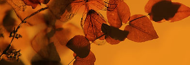 Scène de feuilles d'automne