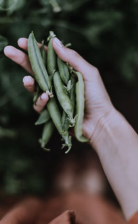 Hand Holding Peas