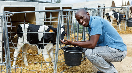 Feeding a Calf