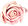 Pink Rose Illustration