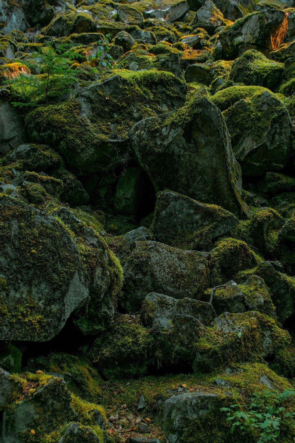 Moss-Covered Rocks