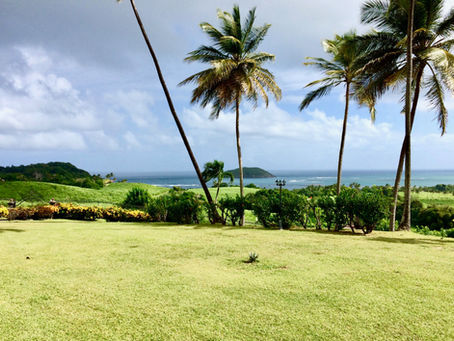 Green landscape with palm trees, ocean view, and cloudy sky. Bright, serene, and tropical mood. No visible text.