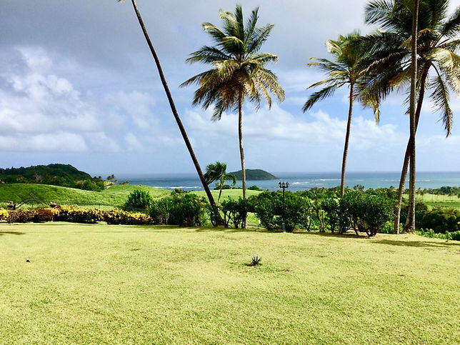 Palm Trees