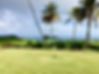 Palm Trees