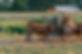 Ferme d'élevage