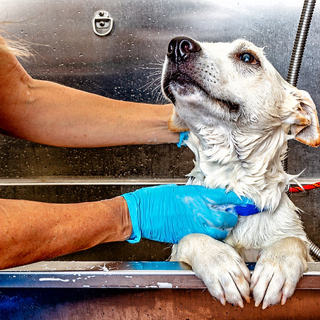 Happy dog getting a bath in a tub by a groomer at a salon