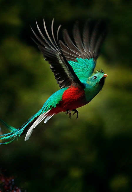Vibrantly Colored Bird