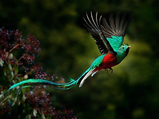 Resplendent Quetzal