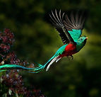Resplendent Quetzal