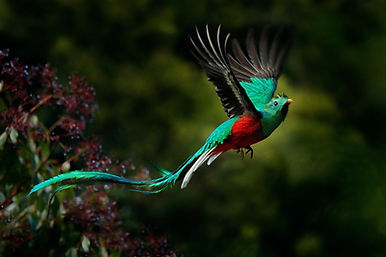 Quetzal resplandeciente