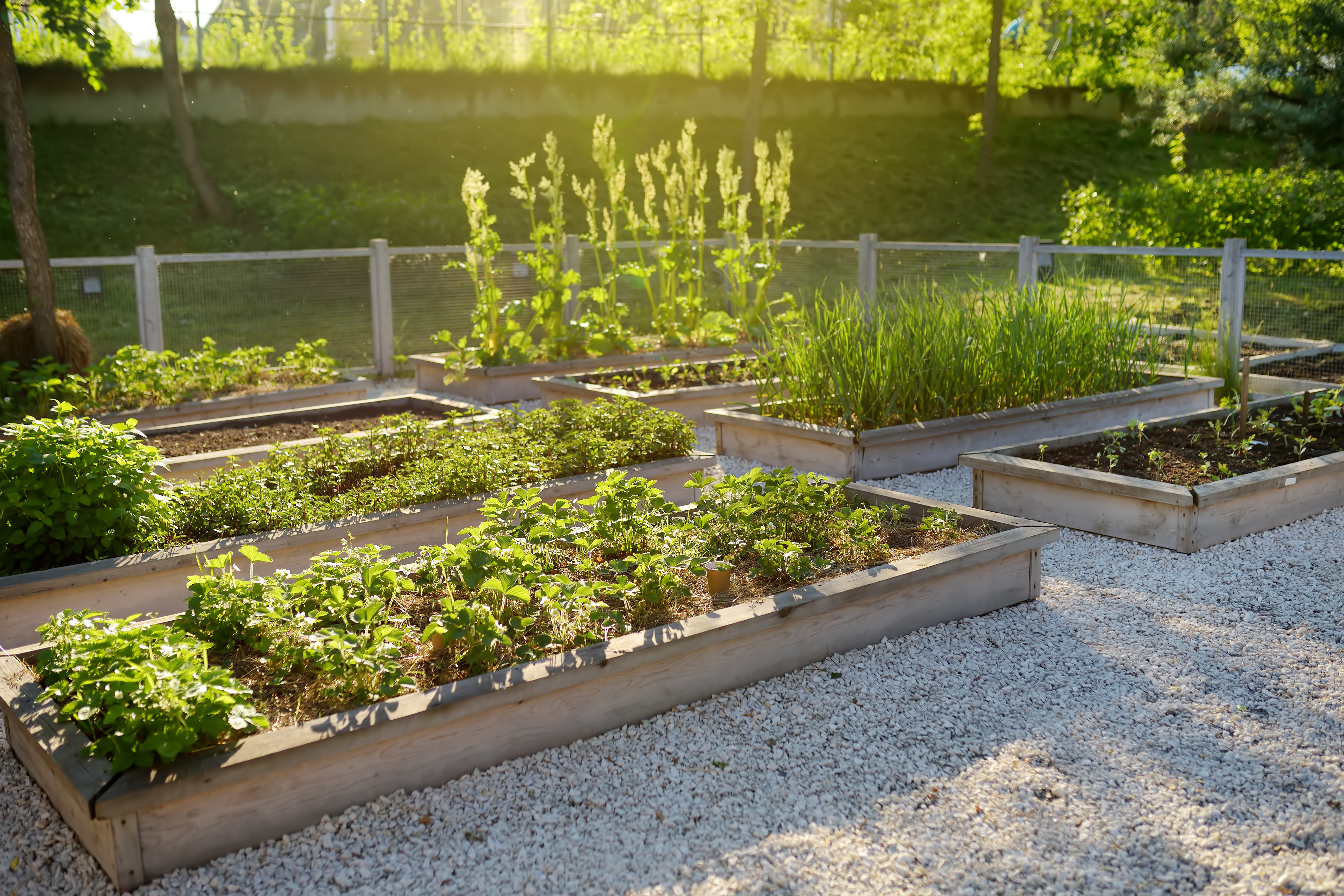 Essential advice for beginners looking to start a successful home garden.