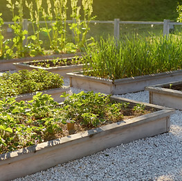 Community Kitchen Garden