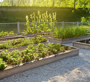 Community Kitchen Garden