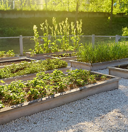 Community Kitchen Garden