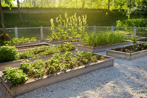 Community Kitchen Garden