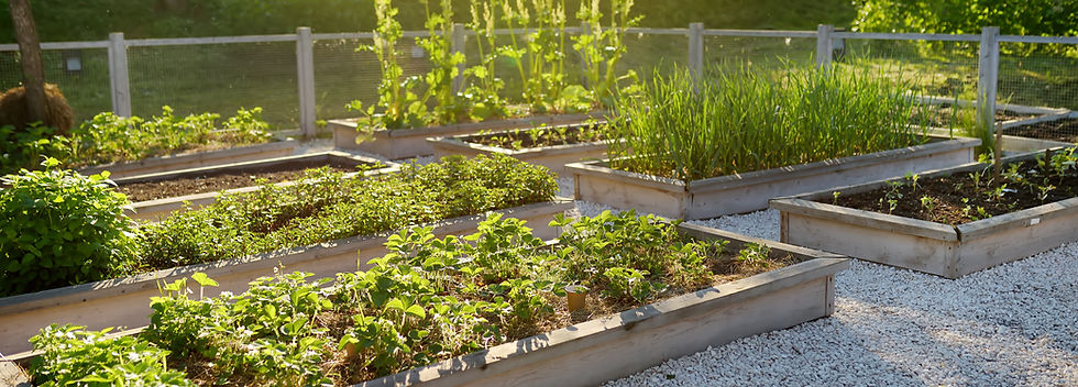 Raised Garden Beds