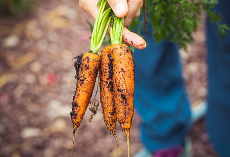 Organic Carrots