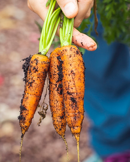 Organic Carrots