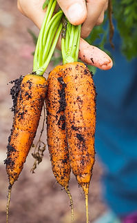 Freshly Harvested Carrots