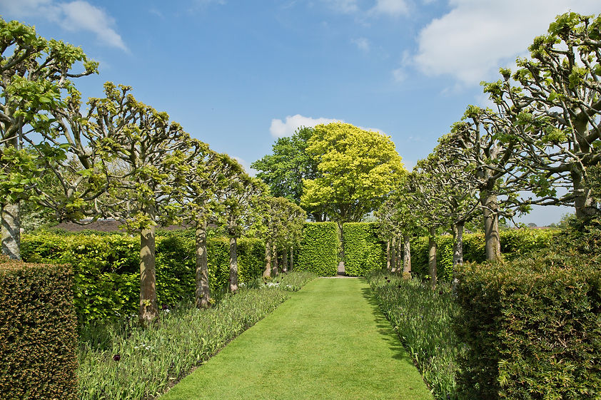 Two lines of pleached limes, Tilia platyphyllos 'Rubra'. grass path in an outstanding coun