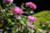 Pink Flowers