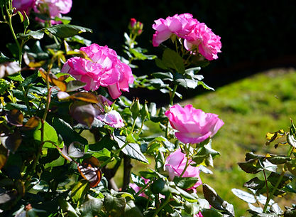 Fleurs roses