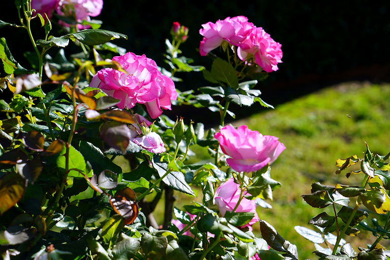Pink Flowers
