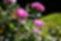 ピンクの花